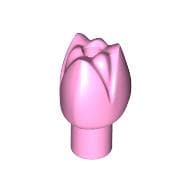 Plant, Flower, Tulip