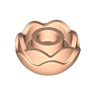 Plant, Flower, Peony Rose with 2 Layers