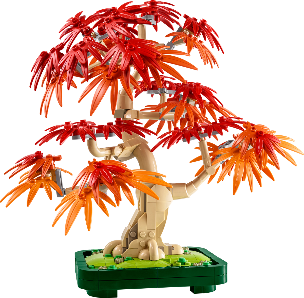 Japanese Red Maple Bonsai Tree